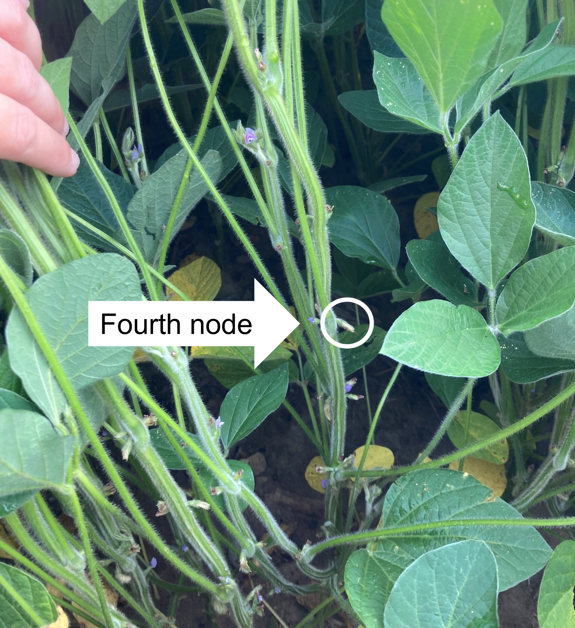A soybean plant with the fourth node circled in white.